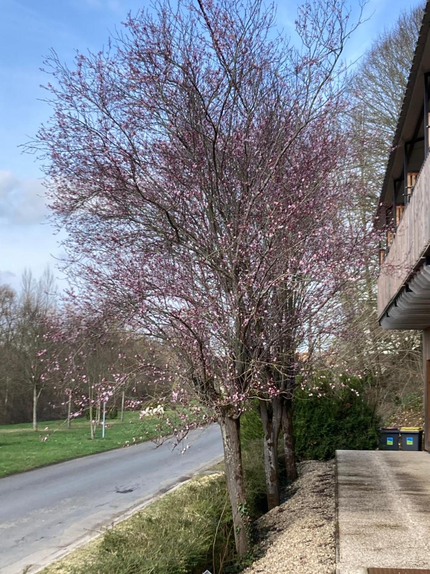 Logis Hotel Les Tilleuls Bruere-Allichamps Bagian luar foto